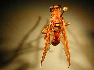 dorsal view