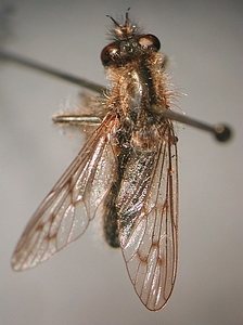 dorsal view