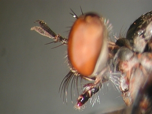 head lateral