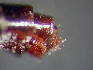 ovipositor lateral