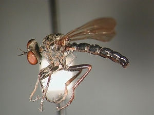 Male abdomen with seven visible segments