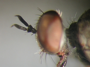 head lateral