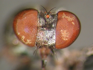 head frontal
