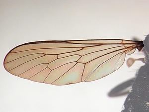 wing