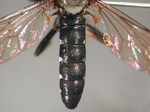 abdomen dorsal