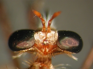 head dorsal