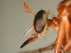 head lateral