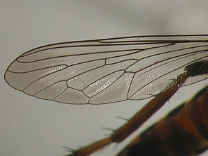 wing