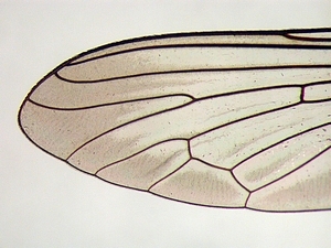 wing