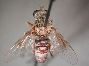 dorsal view