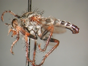 lateral view