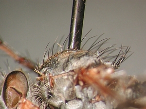 scutum lateral