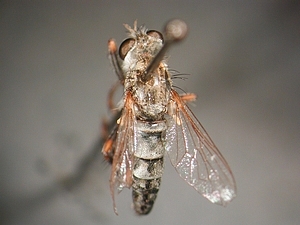 dorsal view