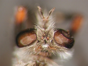 head dorsal