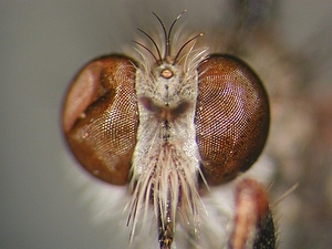 head frontal