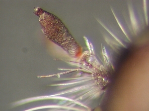 antenna
