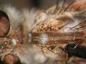 scutum dorsal