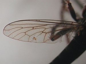 wing