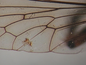 wing