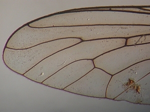 wing