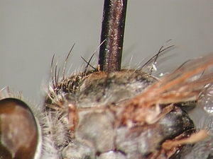 scutum lateral