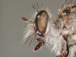 head lateral
