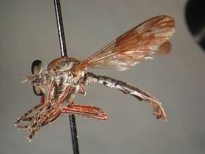 Male abdomen with only six visible segments