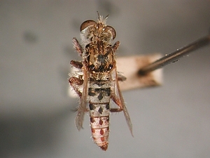 dorsal view