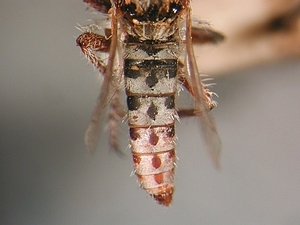 abdomen dorsal