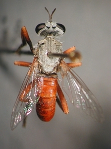 dorsal view