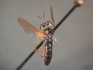 dorsal view