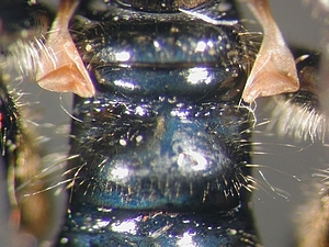 abdomen dorsal