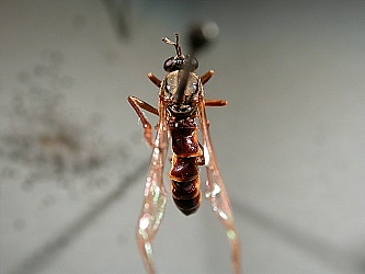 dorsal view