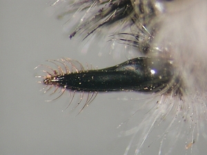 proboscis lateral