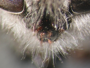 proboscis frontal