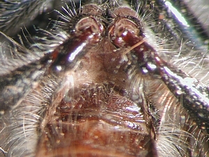 abdomen ventral