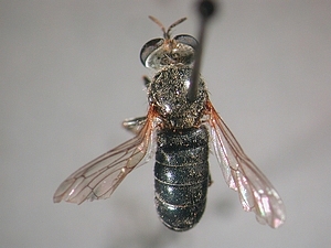 dorsal view