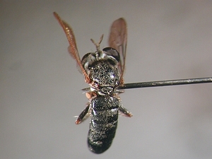 dorsal view