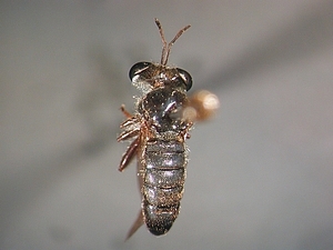 dorsal view