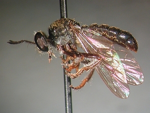 lateral view