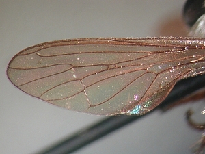 wing