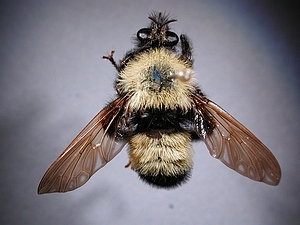 dorsal view