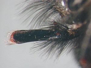 proboscis lateral