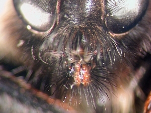 proboscis frontal