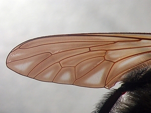 wing