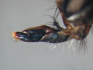 proboscis lateral
