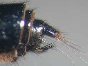 ovipositor lateral