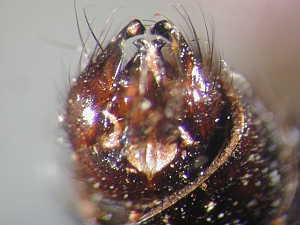 hypopygium ventral