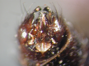 hypopygium ventral