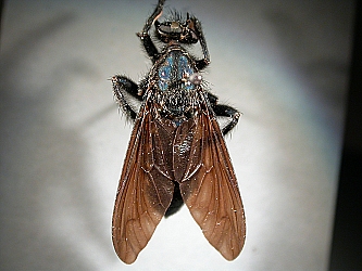 dorsal view
